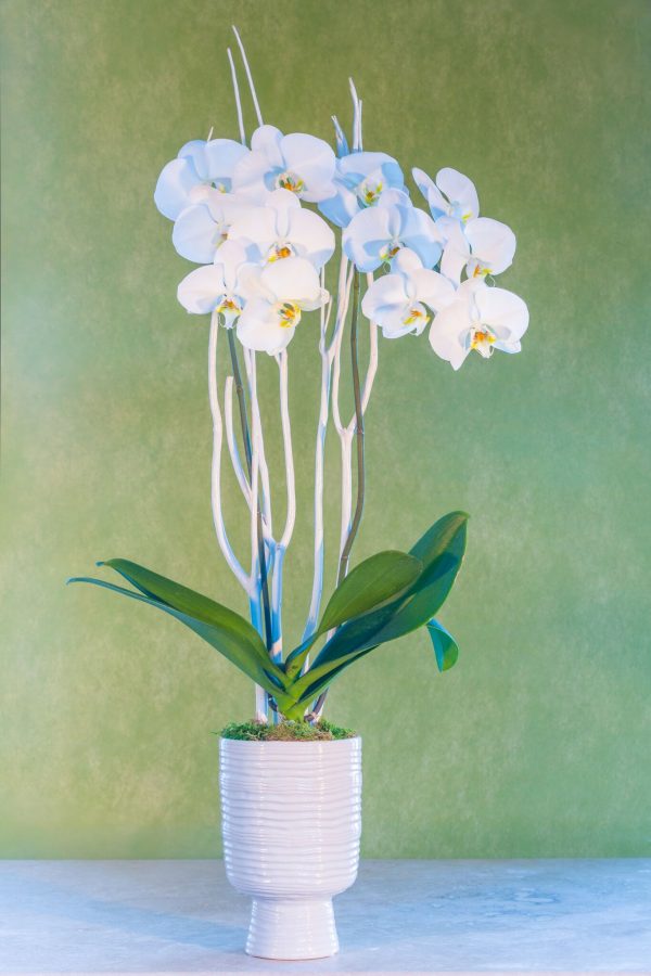 Phalaenopsis Orchid in Ceramic Vase